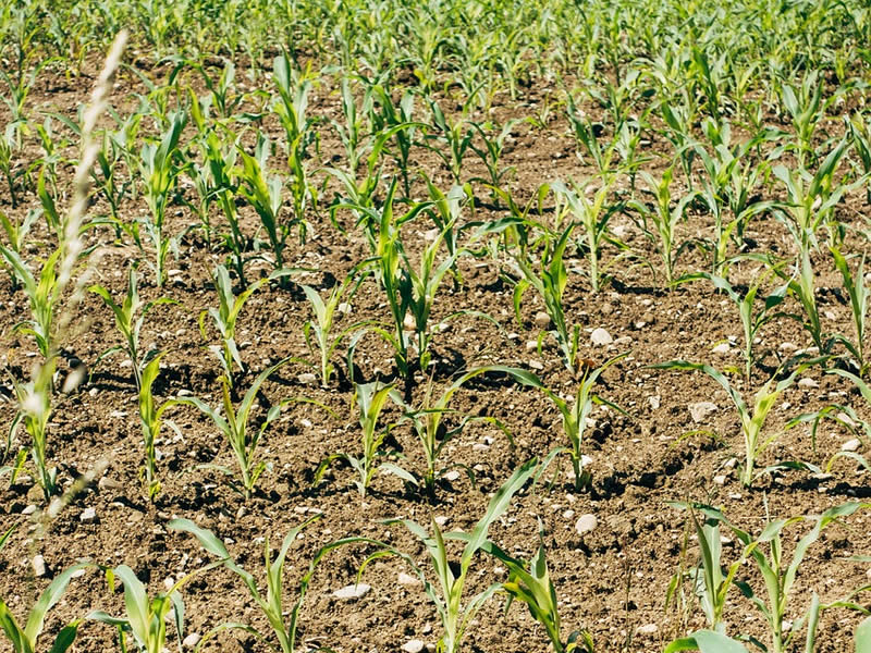 水溶肥的科学施用与效益最大化