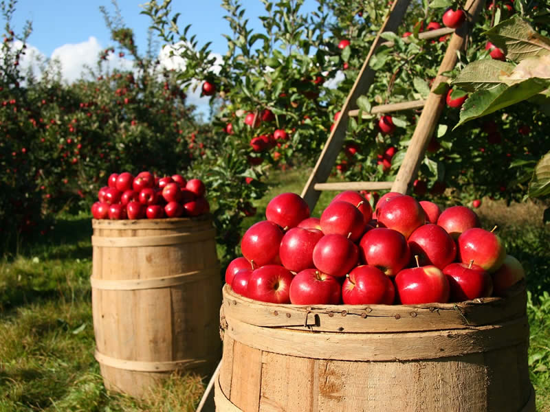 复混肥料的生产工艺与质量控制